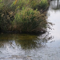 Photo de France - La randonnée de la Tamarissière